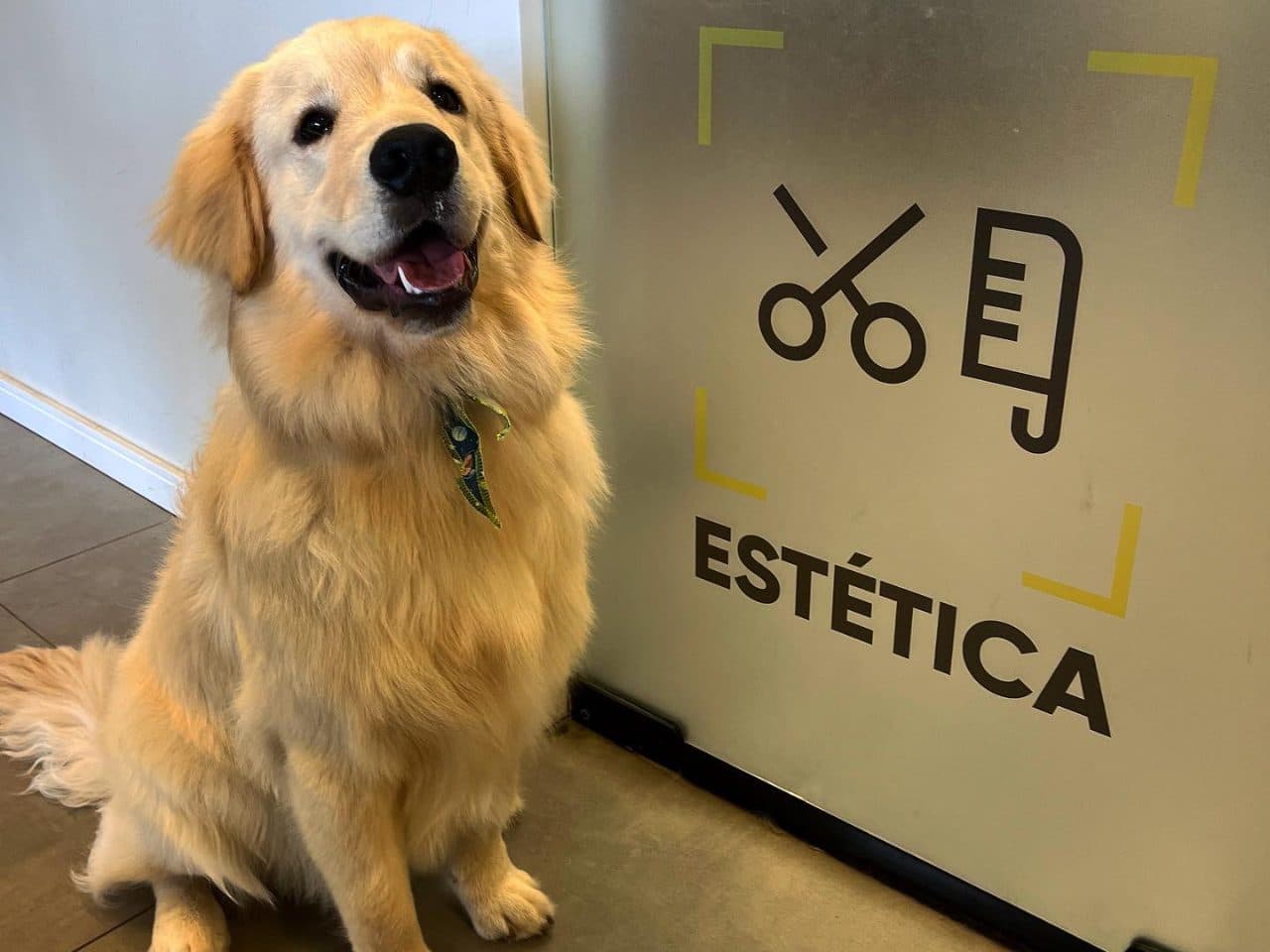 Antes - Tosa higiênica + hidratação — PETBASE Porto Alegre