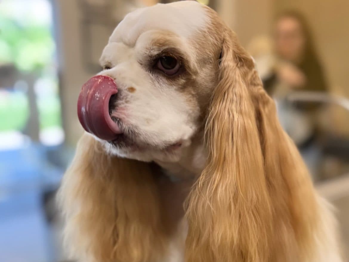 Antes - Banho terapêutico — PETBASE Porto Alegre