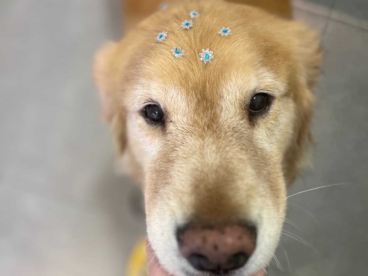 Depois - Banho terapêutico — PETBASE Porto Alegre